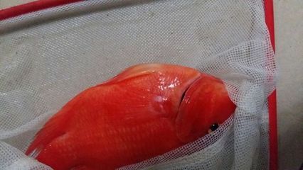 紅龍魚(yú)鰭發(fā)黑什么原因：紅龍魚(yú)鰭發(fā)黑可能是多種因素引起的，紅龍魚(yú)鰭發(fā)黑的原因