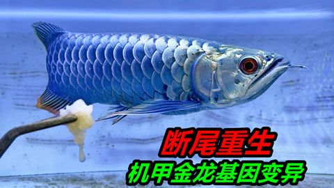 金龍魚斷尾多久能長好？：金龍魚斷尾后多久能長好 龍魚百科 第2張