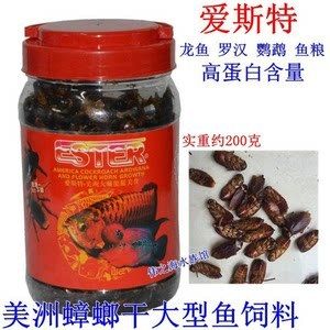 龍魚(yú)吃蟑螂干好嗎：龍魚(yú)吃蟑螂干在一定程度上是有益的但在喂食時(shí)應(yīng)注意適量原則