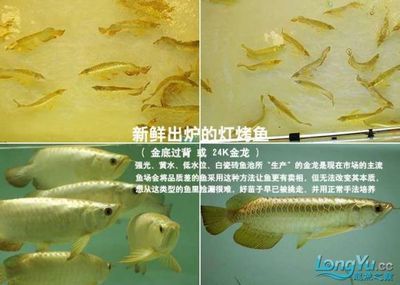 金龍魚如何人工繁殖：金龍魚人工繁殖的基本步驟和注意事項(xiàng) 龍魚百科 第2張