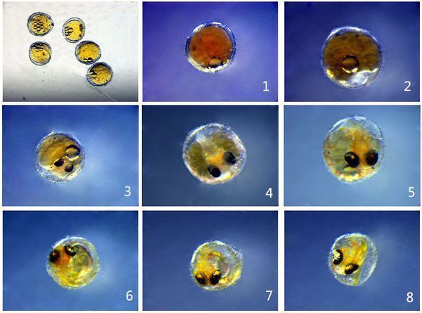 龍魚卵怎么孵化出來的：龍魚卵是怎么孵化出來的 龍魚百科 第2張