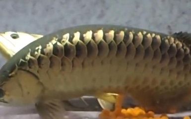 金龍魚(yú)的魚(yú)卵：關(guān)于金龍魚(yú)的魚(yú)卵的一些詳細(xì)信息