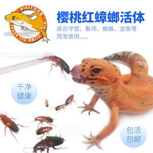 龍魚吃蟑螂壞處：龍魚可以吃蟑螂嗎？