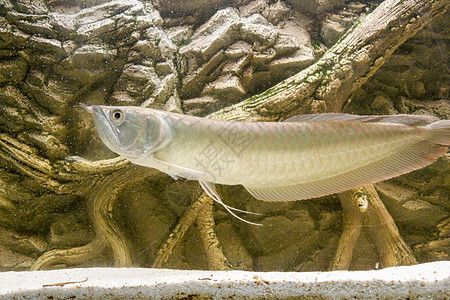 金龍魚 骨舌魚能吃嗎：金龍魚和骨舌魚可以食用嗎，金龍魚和骨舌魚能吃嗎