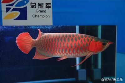 龍魚大賽冠軍：世界龍魚錦標賽冠軍魚贏得全場總冠軍，108萬高價成交] 龍魚百科 第2張