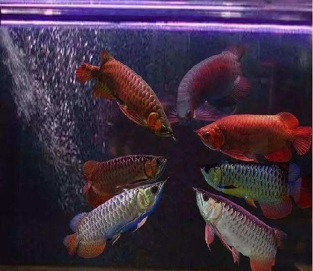 高背紅尾金龍魚能活多久：高背紅尾金龍魚的壽命在10-18年左右