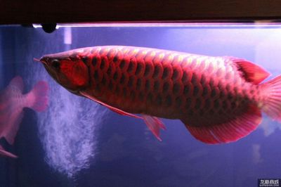 紅龍魚價(jià)格多少錢一條？：紅龍魚價(jià)格多少錢一條 龍魚百科 第3張