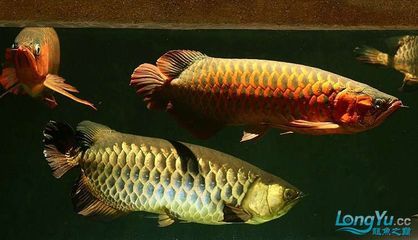 紅龍和金龍魚可以放一起混養(yǎng)嗎：紅龍和金龍魚可以放在一起混養(yǎng)嗎，需要考慮多個因素