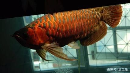 龍魚(yú)白天趴缸晚上正常游動(dòng)嗎：龍魚(yú)白天趴缸晚上正常游動(dòng)的原因和處理方法和處理方法