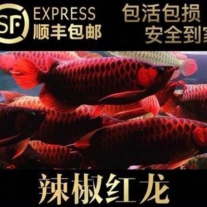 金龍魚(yú)怎么區(qū)分過(guò)背和高背：金龍魚(yú)怎么區(qū)分過(guò)背和高背和高背金龍魚(yú)的區(qū)別