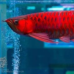 紅龍魚鱗片有白毛怎么回事：紅龍魚鱗片出現(xiàn)白毛怎么回事 觀賞魚論壇