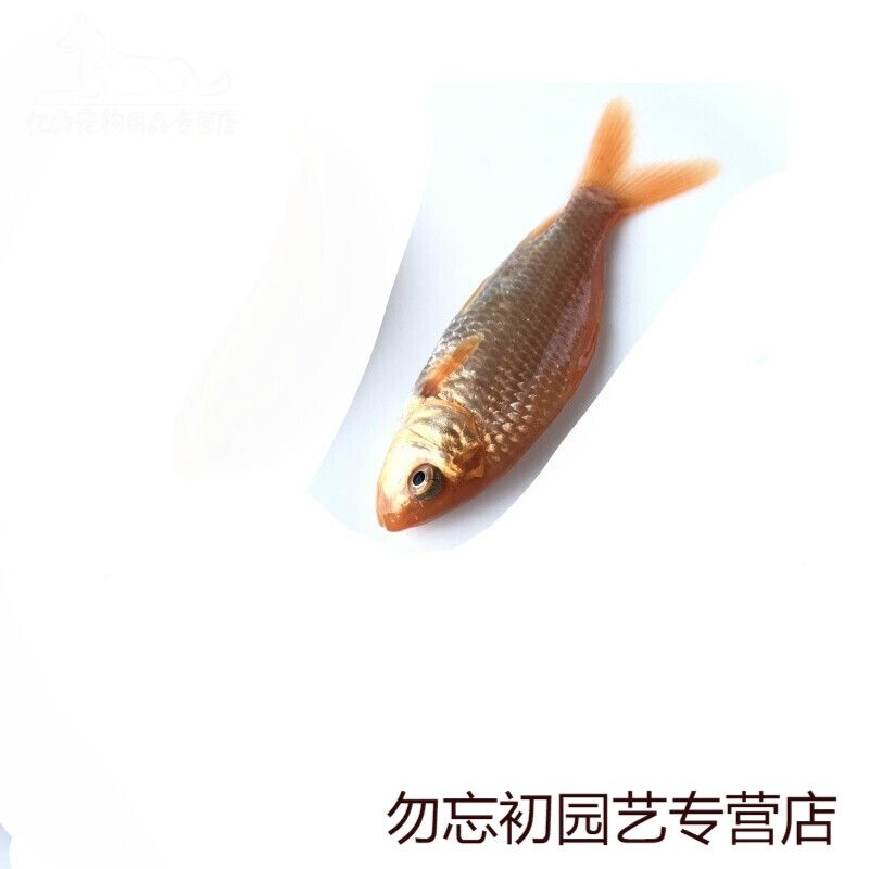 龍魚不養(yǎng)了是要放生還是送人？：處理不再飼養(yǎng)的龍魚的最佳方式 龍魚百科 第3張