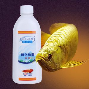 紅龍魚喂食后可以添加消化細(xì)菌嗎：紅龍魚喂食后可以添加消化細(xì)菌嗎紅龍魚喂食后可以添加消化細(xì)菌嗎