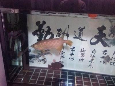 大連龍魚店：大連市甘井子龍魚店地址大連市甘井子區(qū)金三角市場子龍魚店