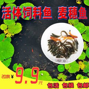 龍魚口糧魚：關于龍魚口糧的一些詳細信息