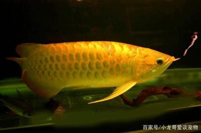 金底過背金龍魚：金底過背金龍魚是一種具有特殊形態(tài)形態(tài)特征的觀賞魚