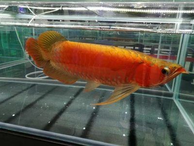 龍魚(yú)新入缸能開(kāi)燈嗎：新魚(yú)入缸時(shí)，最好先不要開(kāi)燈，龍魚(yú)新入缸時(shí)應(yīng)先關(guān)燈