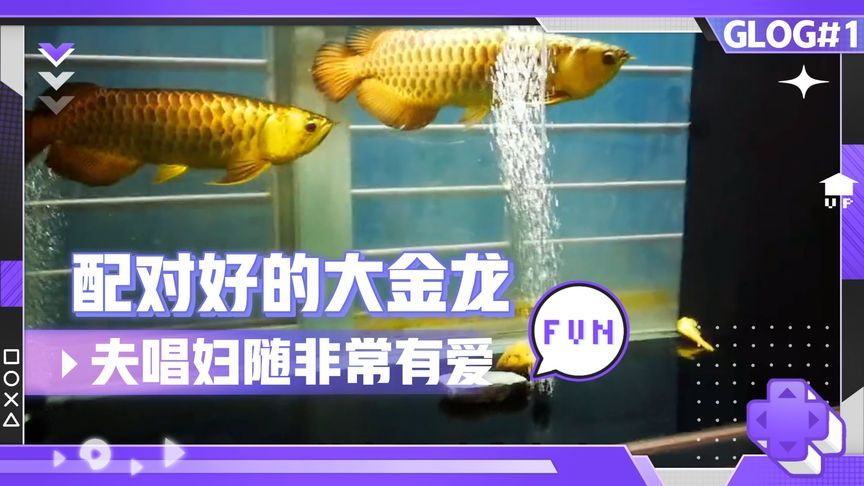 金龍魚的英文單詞：金龍魚在英文中的單詞是\