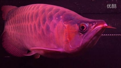 金龍魚眼手術(shù)：金龍魚眼手術(shù)怎么做 龍魚百科 第1張