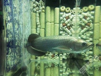 龍魚買賣違法嗎：龍魚買賣合法嗎？