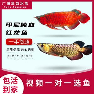 紅龍魚苗的挑選圖解視頻：紅龍魚幼魚挑選紅龍魚苗的挑選技巧和方法有哪些 龍魚百科 第3張