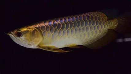 龍魚(yú)突然不進(jìn)食了什么原因：龍魚(yú)突然不進(jìn)食了怎么辦