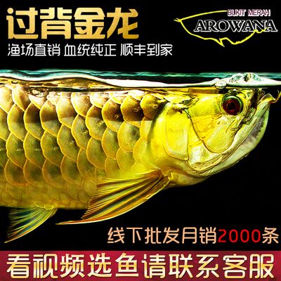 淘寶哪家龍魚比較好：淘寶上經(jīng)營龍魚且用戶評價較好的店鋪：淘寶哪家龍魚好