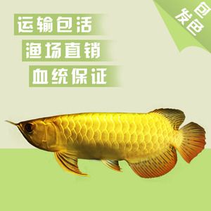 淘寶哪家龍魚比較好：淘寶上經(jīng)營龍魚且用戶評價較好的店鋪：淘寶哪家龍魚好