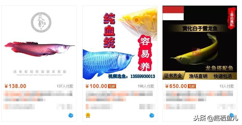 淘寶哪家龍魚比較好：淘寶上經(jīng)營龍魚且用戶評價較好的店鋪：淘寶哪家龍魚好