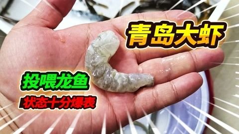 喂龍魚的蝦用去皮嗎：喂食龍魚的蝦是否需要去皮