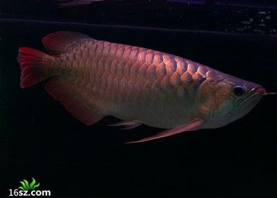 阿古斯龍魚：關(guān)于阿古斯龍魚的問題 龍魚百科 第1張