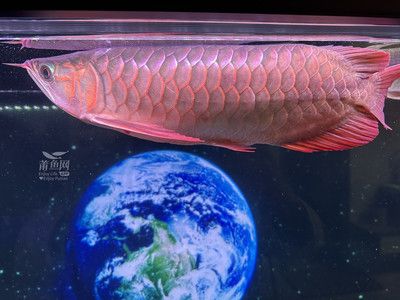 阿古斯龍魚：關(guān)于阿古斯龍魚的問題 龍魚百科 第3張