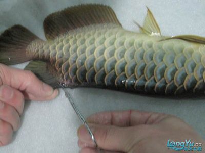 龍魚掰嘴手術(shù)怎么做：龍魚掰嘴手術(shù)的基本步驟