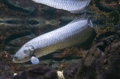 龍魚拉的屎是浮起來的：龍魚拉的屎浮起來是怎么回事 龍魚百科 第3張