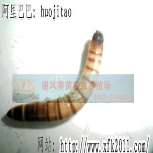 龍魚(yú)的糞便需要每天都清理嗎為什么還有蟲(chóng)卵：龍魚(yú)的糞便需要每天都清理嗎 龍魚(yú)百科 第2張