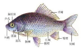 龍魚的結(jié)構(gòu)：龍魚有哪些特點？ 龍魚百科 第2張