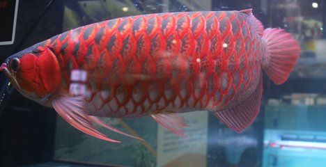 九條紅龍魚(yú)是什么意思：9條紅龍魚(yú)是什么意思