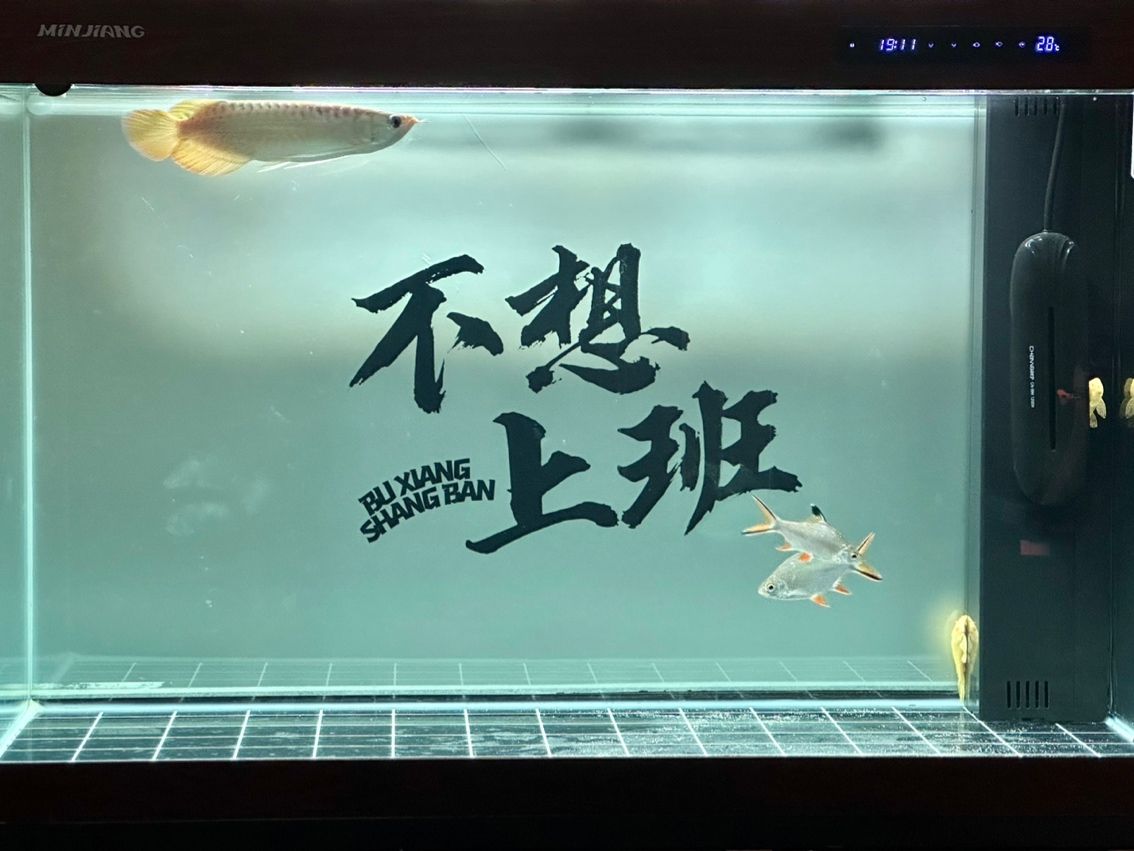 哈哈哈 自己設(shè)計(jì)了個(gè)kt板背景：新魚入缸 觀賞魚論壇 第1張