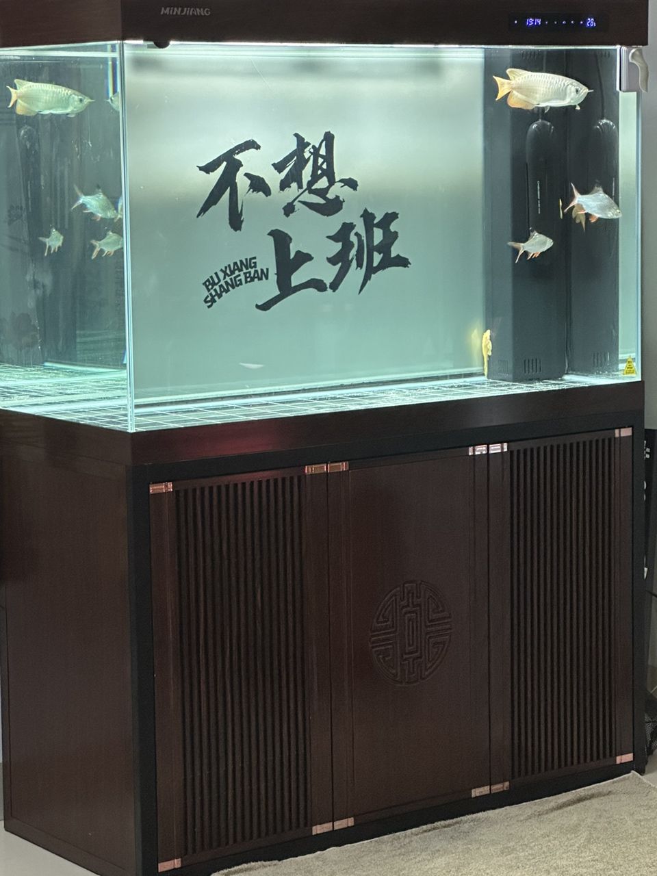 哈哈哈 自己設(shè)計(jì)了個(gè)kt板背景：新魚入缸 觀賞魚論壇 第2張