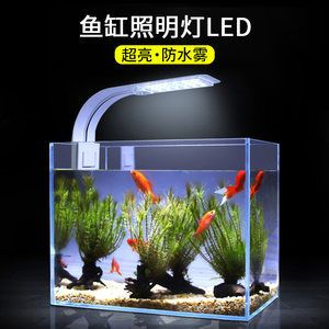 龍魚燈可以照錦鯉嗎：錦鯉的光照需求和龍魚有所不同，龍魚燈可以照錦鯉嗎