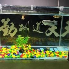 虎皮魚能和曼龍魚混養(yǎng)嗎：虎皮魚和曼龍魚可以混養(yǎng)嗎