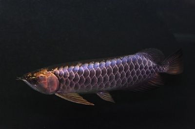 龍魚(yú)體色暗淡：龍魚(yú)體色暗淡可能由多種原因引起以下措施來(lái)改善龍魚(yú)體色