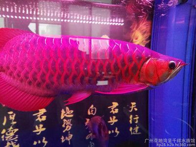 赤血紅龍魚好不好：關(guān)于赤血紅龍魚的飼養(yǎng) 龍魚百科 第1張