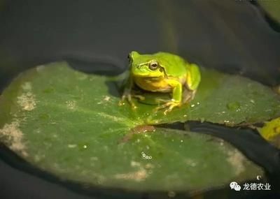 蜈蚣喂龍魚要注意什么問題：蜈蚣喂養(yǎng)龍魚要注意什么問題