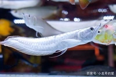 新手如何選龍魚品種：新手如何挑選龍魚品種 龍魚百科 第2張