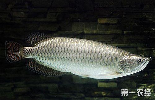 澳大利亞星點龍魚：澳大利亞星點龍魚飼養(yǎng)注意事項 龍魚百科 第1張