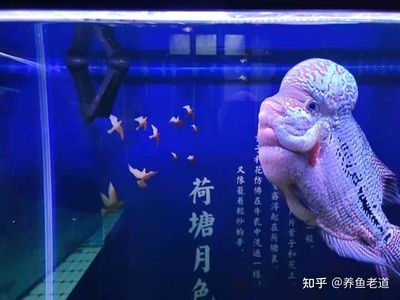 金龍魚飼養(yǎng)條件：飼養(yǎng)金龍魚需要注意的幾個關(guān)鍵條件