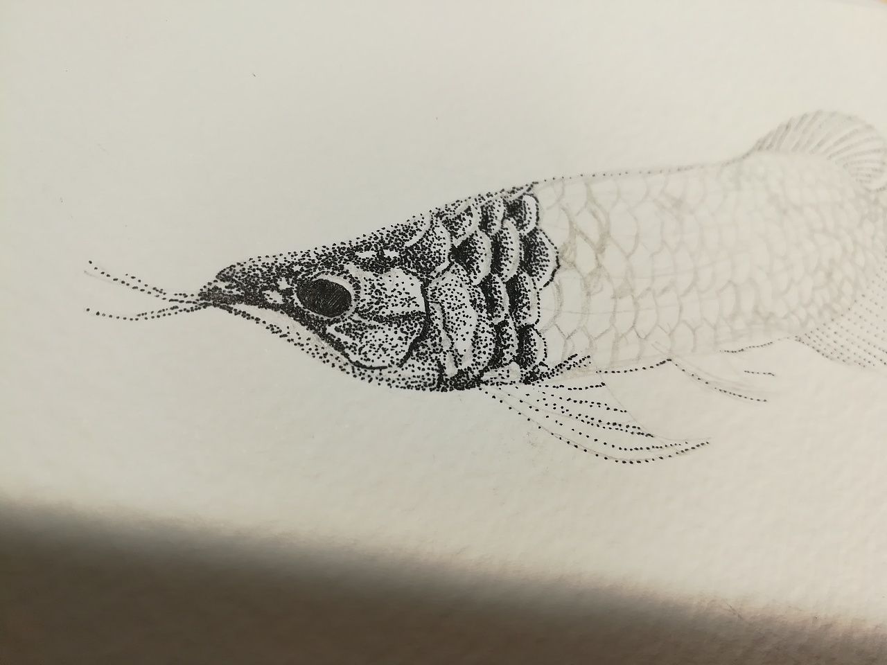 素描畫金龍魚：素描畫金龍魚可以通過多種方式進行 龍魚百科 第1張