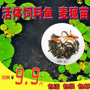 紅龍魚喂食麥穗魚：紅龍魚是否適合喂食麥穗魚