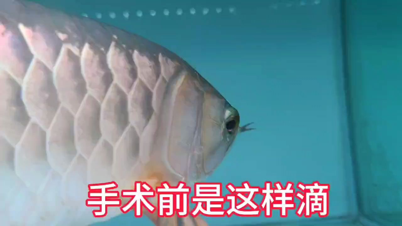 龍魚做掉眼手術(shù)  對魚的影響有多大？：大金龍掉眼手術(shù)